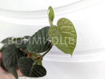 Фикус Villosa опушенный 